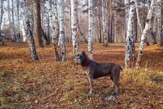 Ядовитые "аскорбинки" для ангарских собачек