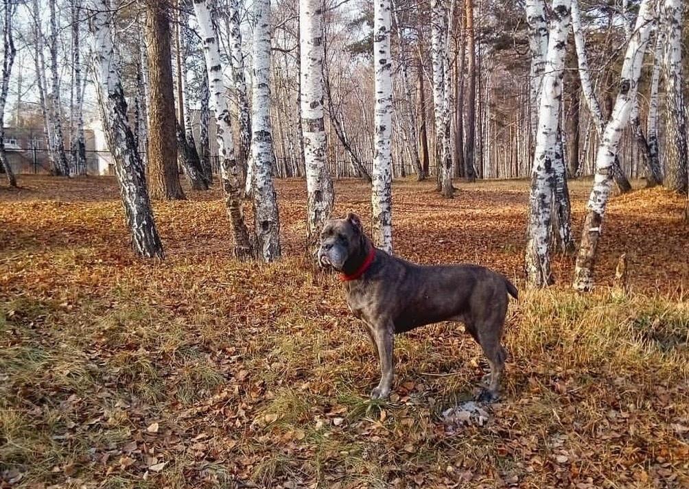 Ядовитые "аскорбинки" для ангарских собачек