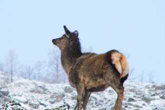 Для животных в Прибайкальском нацпарке создают сеть "столовых" в период бескормицы