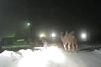 Иркутские полицейские и пожарные спасли верблюда, пострадавшего в ДТП