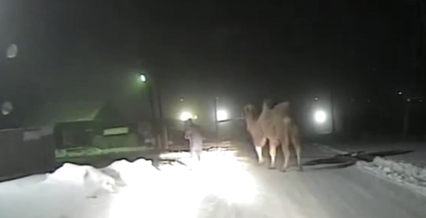 Иркутские полицейские и пожарные спасли верблюда, пострадавшего в ДТП