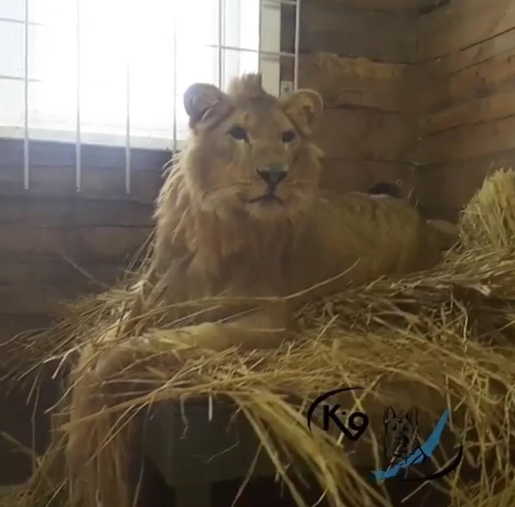 Спасенный в Смоленщине лев Симба полностью адаптировался на новом месте