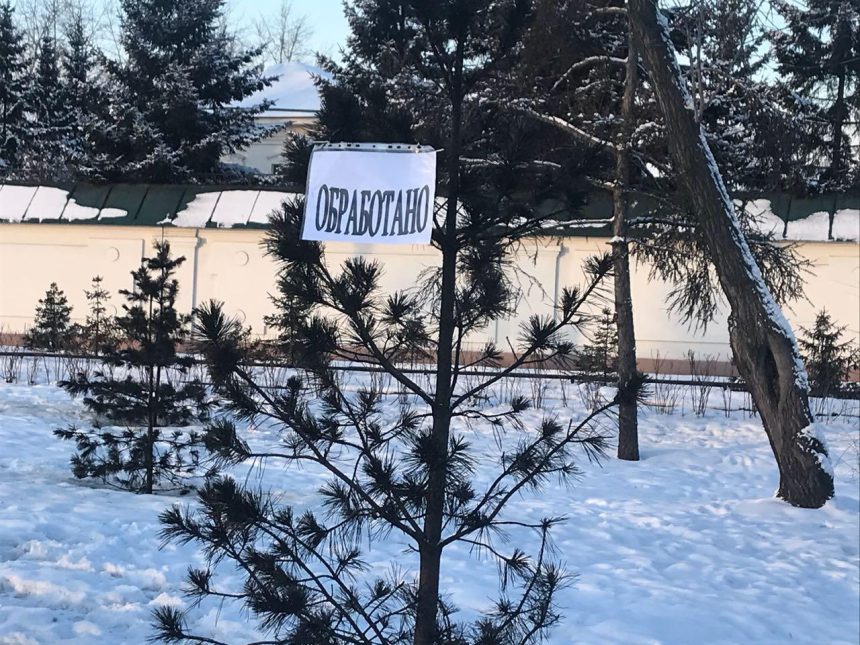 В Иркутске обрабатывают хвойные деревья, чтобы не допустить незаконную рубку