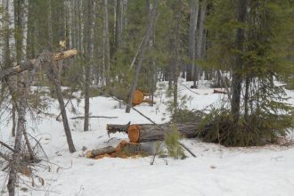 В Иркутской области в два раза снизилось количество незаконных рубок