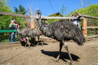 В Иркутской зоогалерее страусы Эму снесли пять яиц