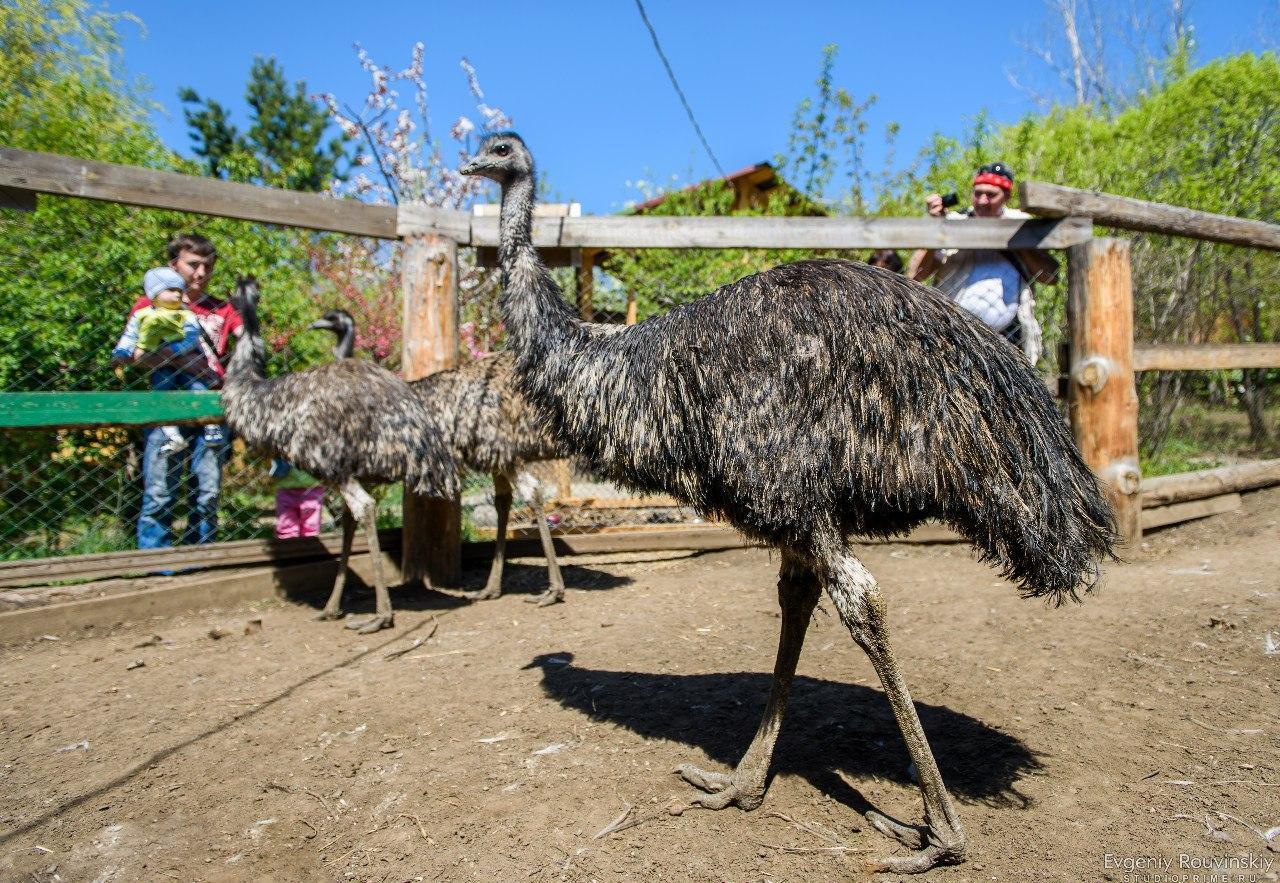 В Иркутской зоогалерее страусы Эму снесли пять яиц
