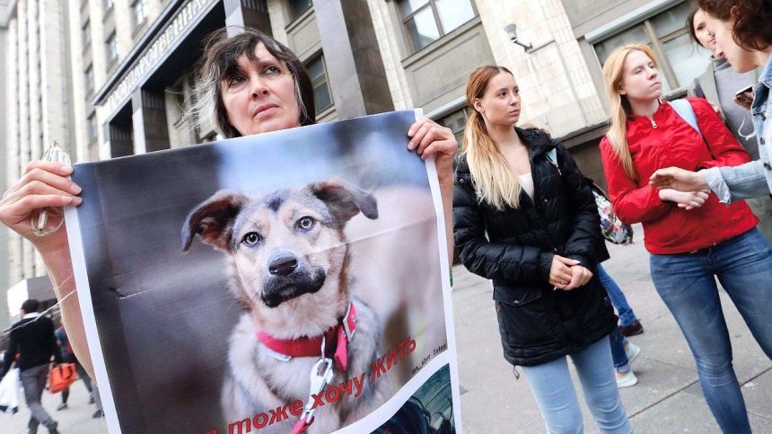 В России принят закон об ответственном обращении с животными