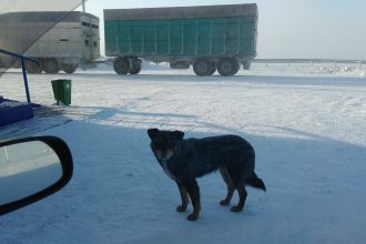 Жителям Иркутской области предлагают принять участие в анкетировании на тему отлова безнадзорных животных