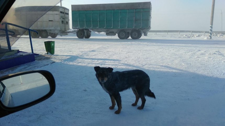 Жителям Иркутской области предлагают принять участие в анкетировании на тему отлова безнадзорных животных