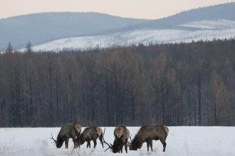 Байкальский заповедник объявляет конкурс к своему 50-летию