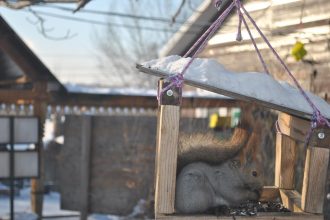 Белка поселилась в птичьей кормушке у ангарчанина