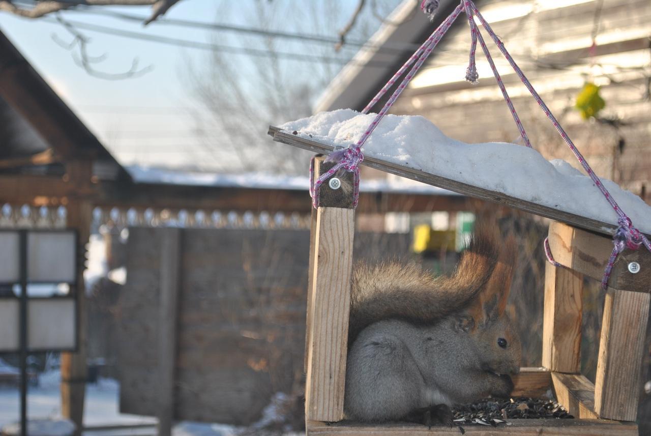 Белка поселилась в птичьей кормушке у ангарчанина