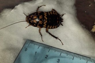 Редкого таракана из Юго-Восточной Азии нашли в иркутском офисе