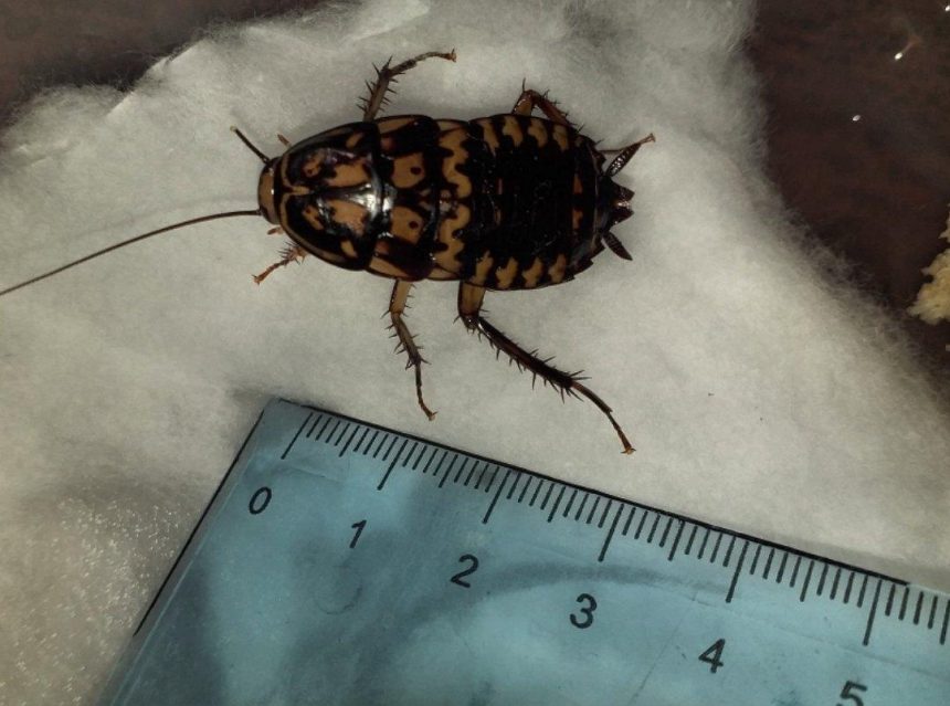 Редкого таракана из Юго-Восточной Азии нашли в иркутском офисе