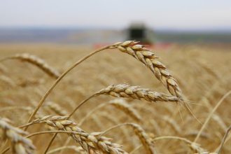 Совет по вопросам экспорта продукции АПК сформируют в Иркутской области