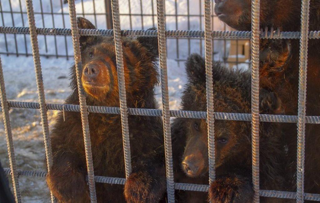 Тайшетская «металлобаза» приютила троих медвежат