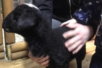 Ягненок родился в иркутском зоосаде в канун Рождества