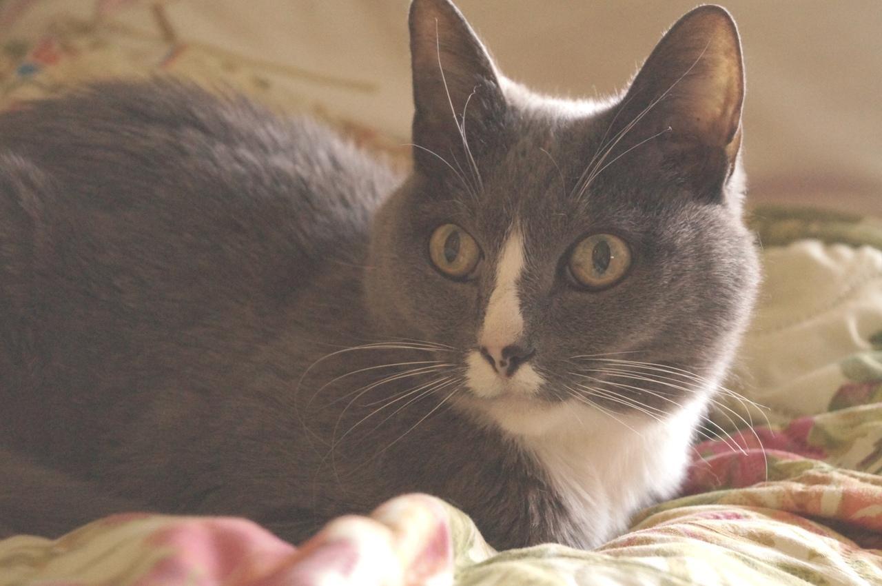 26 февраля в Иркутской области пройдет акция по бесплатной стерилизации животных