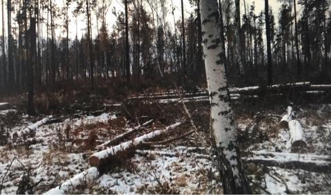 "Черные лесорубы", срубившие древесину на миллион рублей, осуждены в Иркутске