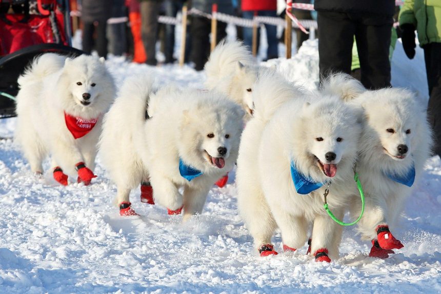 Дух Аляски. 2-4 марта на Байкале пройдут гонки на собачьих упряжках