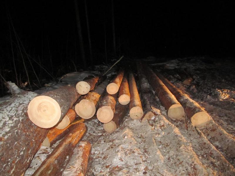 Группу нелегальных лесозаготовителей задержали в Иркутске