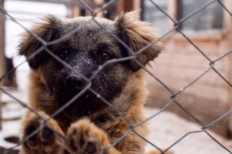 Из горевшего приюта для животных в Иркутске просят забрать щенков