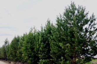 Полторы тысячи деревьев высадят в Ангарске в этом году