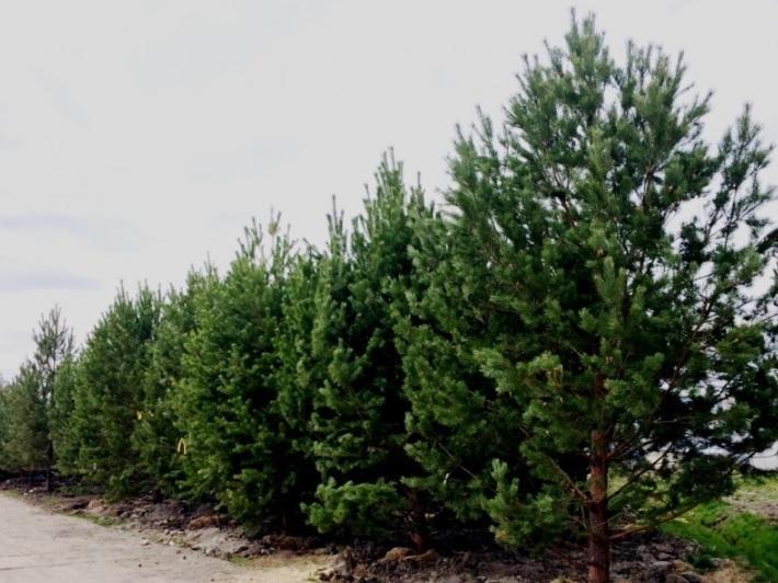 Полторы тысячи деревьев высадят в Ангарске в этом году