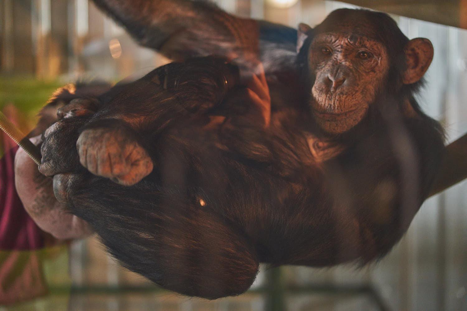 Успевайте посетить зоогалерею до её переезда. Мы успели