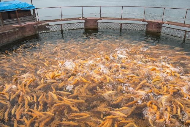 25 тонн товарной рыбы вырастили в Приангарье в первом квартале 2019 года