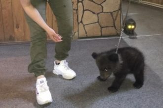 Иркутская зоогалерея приютила медвежонка-сироту. Малышу просят приносить каши