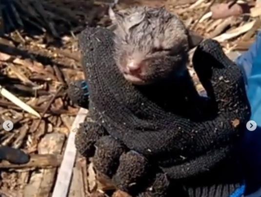 Иркутские пожарные вытащили двух лисят из-под завалов горевшей пилорамы