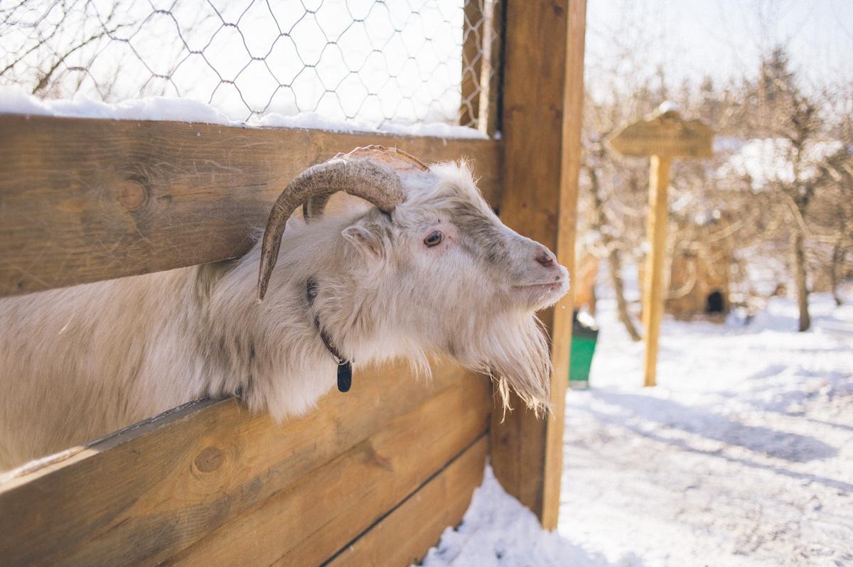 Иркутский зоосад перешел на летнее время работы