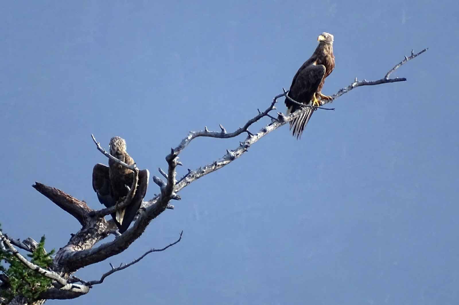 Птицы Заповедного Прибайкалья