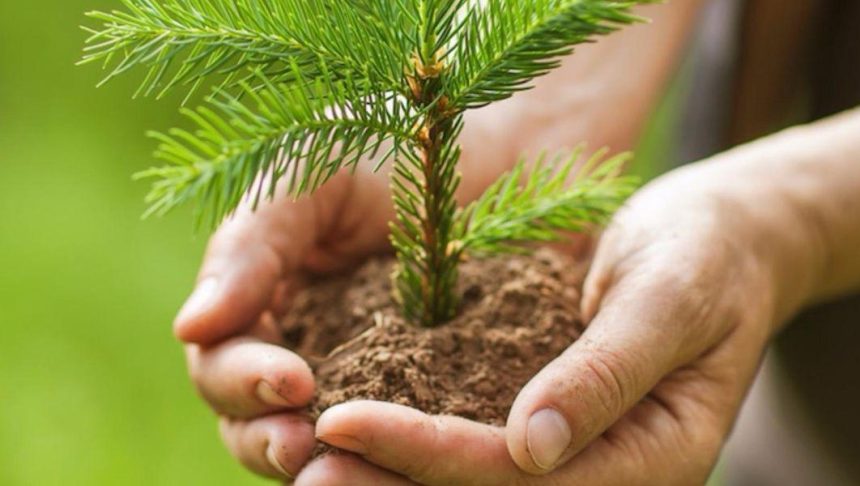 10 тысяч деревьев посадили в пострадавшем лесу Ангарского района