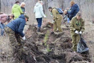 20 тысяч саженцев высадят в День посадки леса в Братске