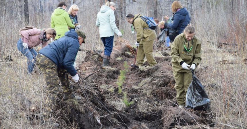 20 тысяч саженцев высадят в День посадки леса в Братске