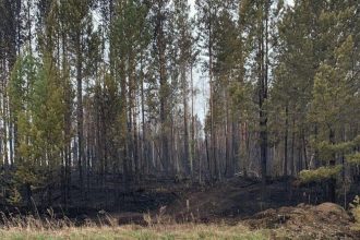 6 пожаров действует в землях лесного фонда Иркутской области