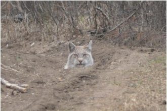 Численность рыси на Ольхоне определена в 5 особей