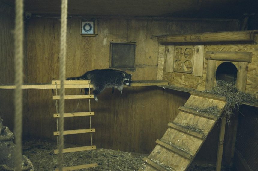 Иркутский зоосад приглашает на квест по ночному зоопарку для взрослых