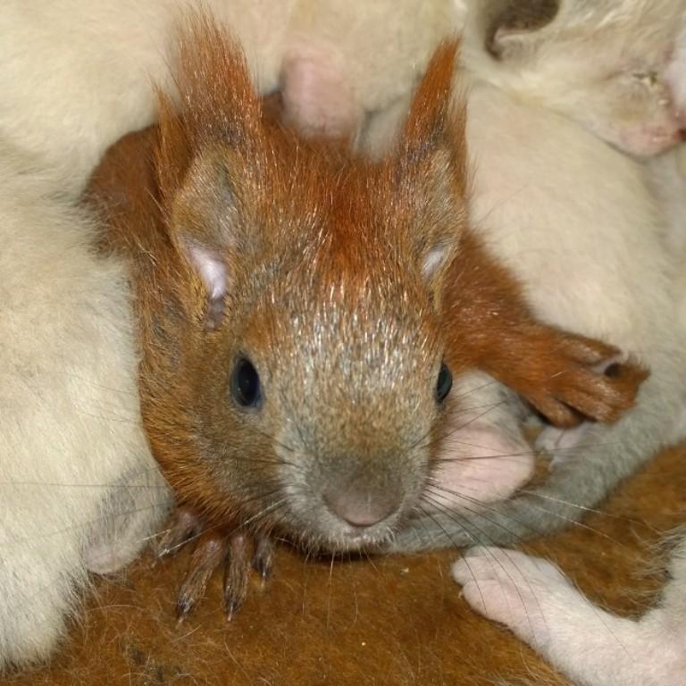 Кошка выкормила бельчонка в иркутской зоогалерее