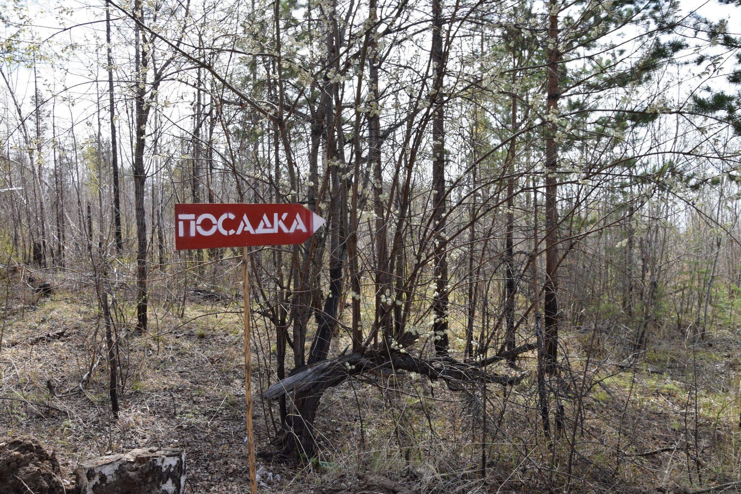 Майские посадки. Где в Приангарье в мае высаживали леса?