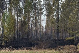 Новых пожаров 10 мая в Иркутской области не зарегистрировано, действующими остаются 7 возгораний