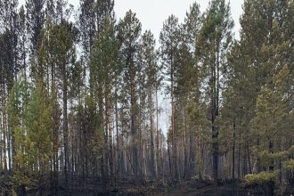 Площадь пожаров в Приангарье снизилась к вечеру 9 мая с 16 до 6 тысяч гектаров