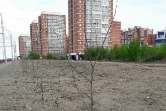 Погибшие деревья на объездной дороге Первомайский-Университетский заменят до конца июня