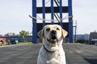 Ровно 3 года назад у иркутских спасателей появилась первая собака-спасатель Ирэль