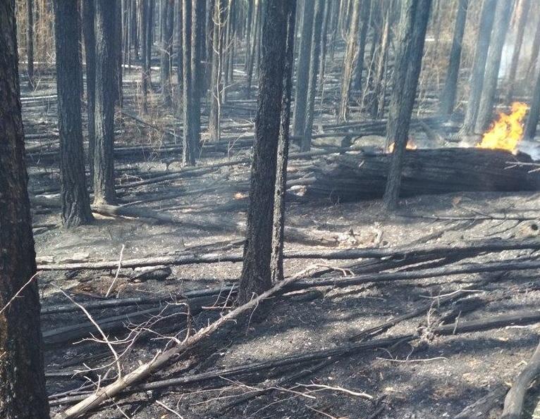 Сергей Левченко распорядился выделить дополнительные средства на защиту лесов от пожаров