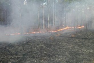 Следственно-оперативные группы по расследованию пожаров и поджогов в лесах созданы в Иркутской области