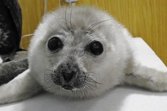 В Байкальском заповеднике сделали чучело из погубленного людьми нерпенка