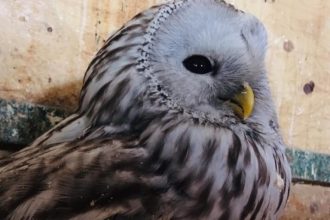 В Иркутске полицейские спасли сову, пострадавшую от нападения ворона и кошек